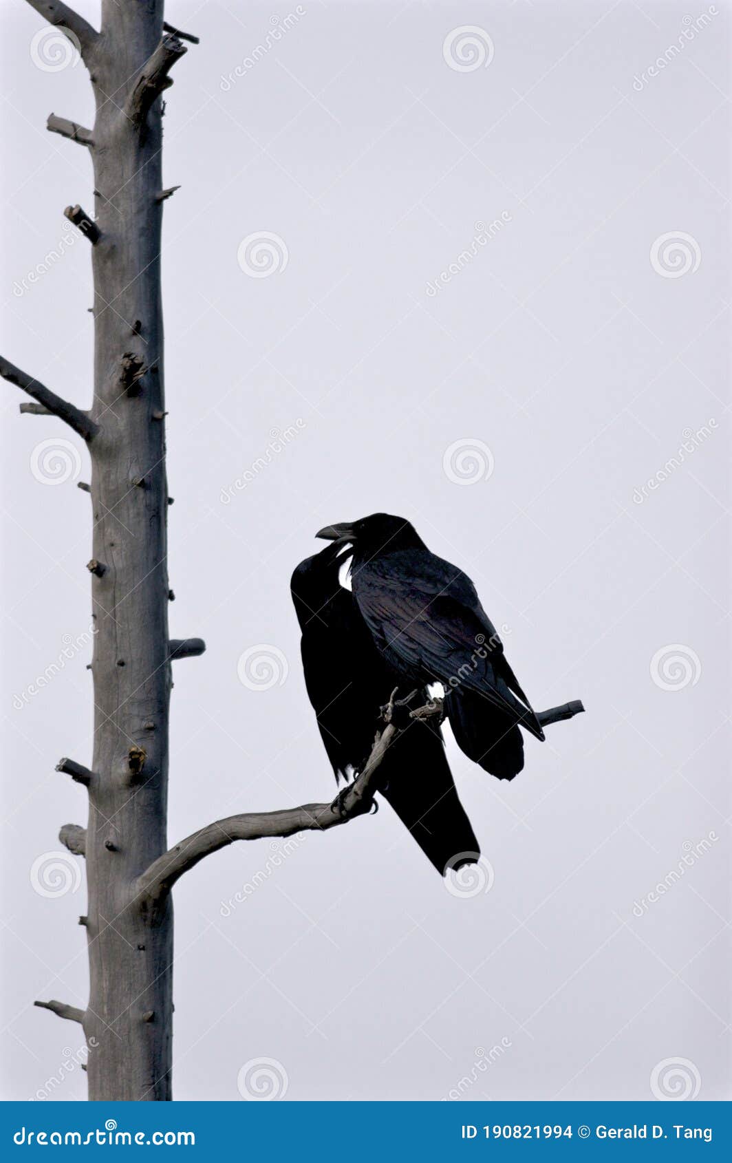 Common Ravens Pair 705105 stock photo. Image of preening 190821994