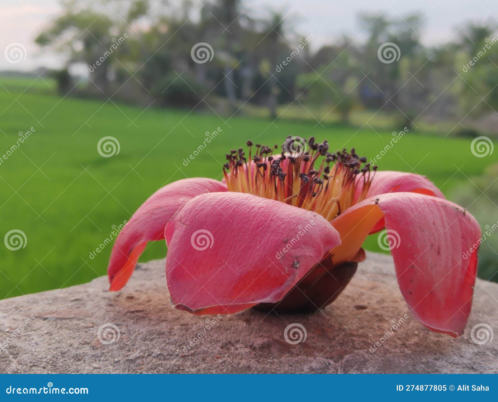 A Common Red Flower in Bangladesh Stock Image Image of green, common