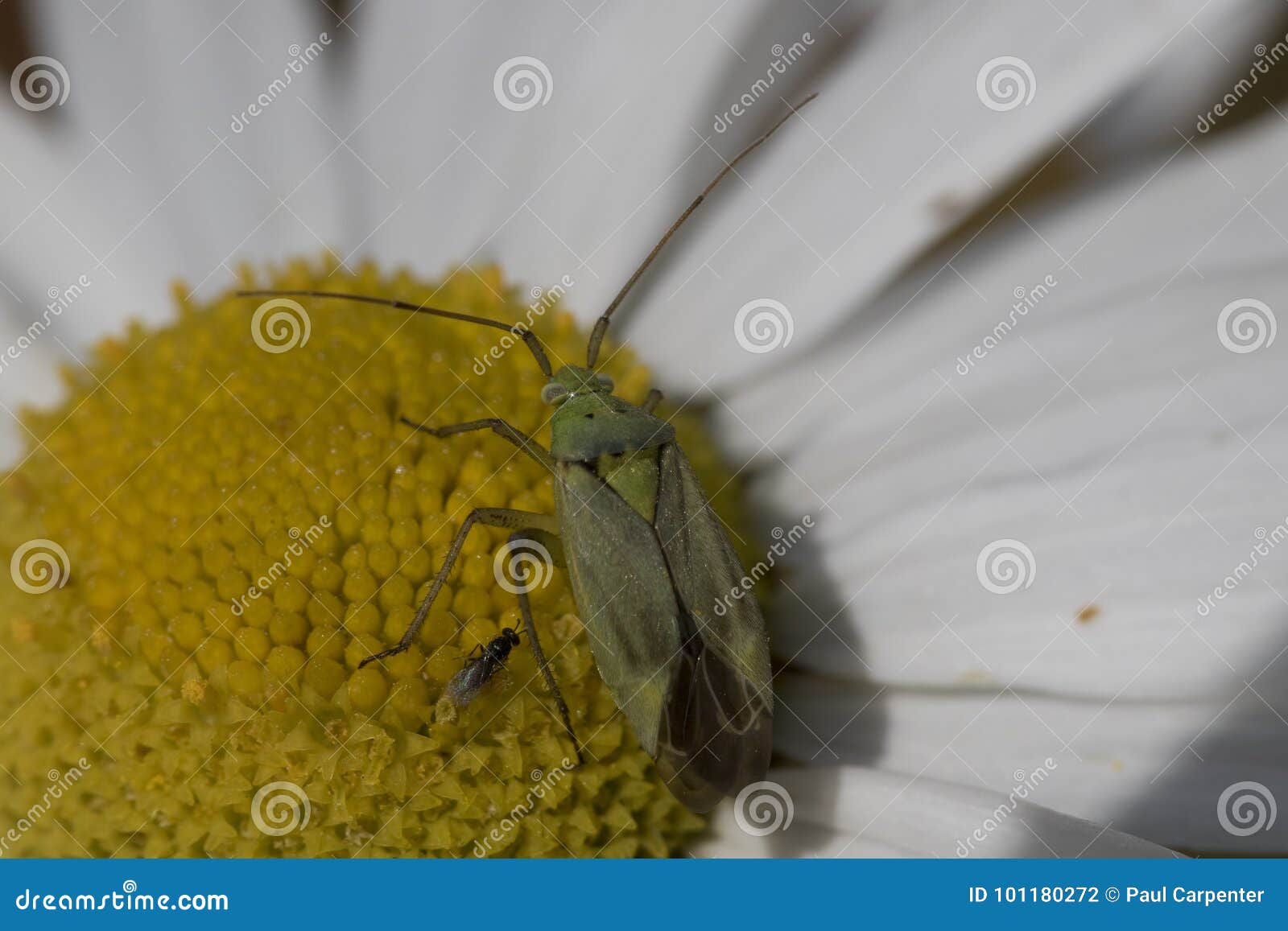Common Red Soldier Beetle about To Fly Stock Photo Image of flying