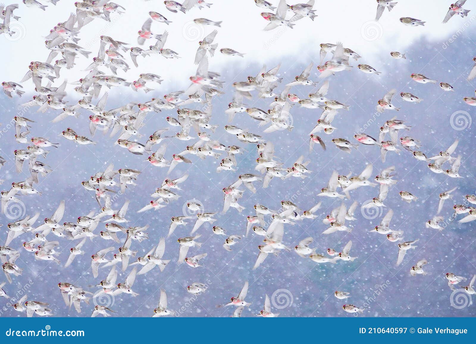 common redpoll flock flying in a snow squall