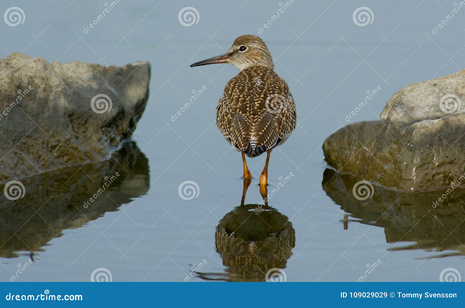 common redshank in the ocean getterÃÂ¶n, sweden