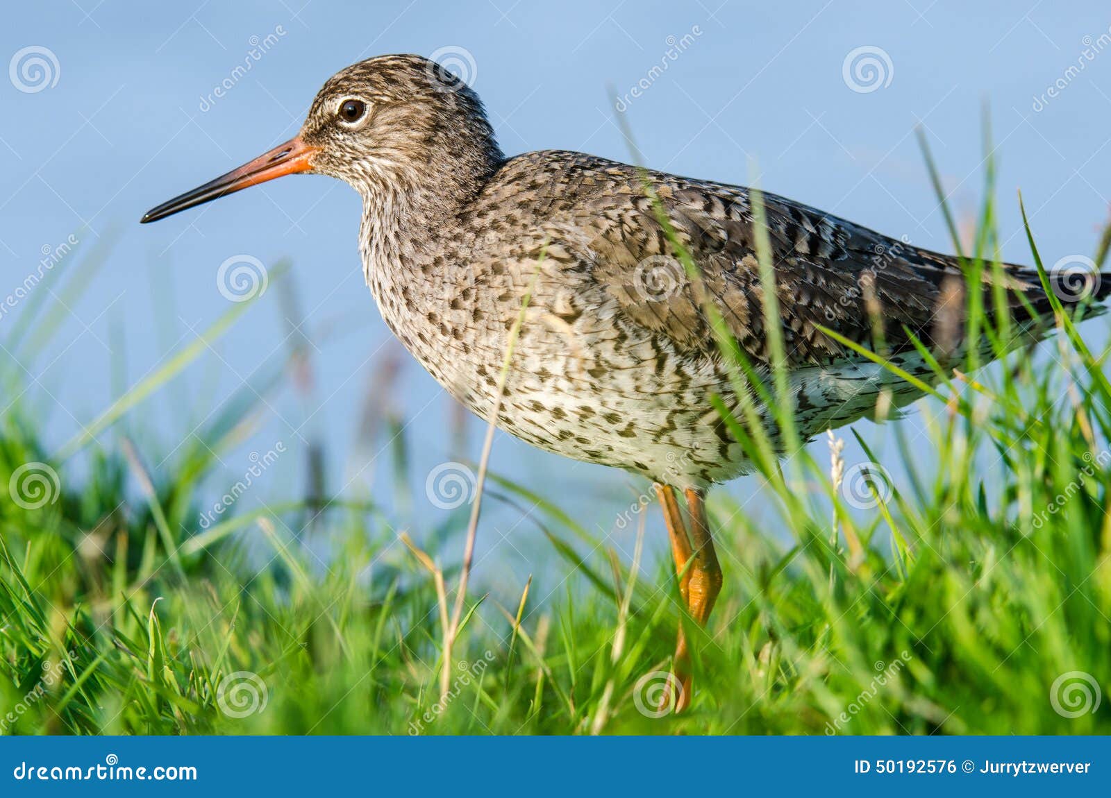 Common Redshank (Tringa Totanus) Close Up Stock Photo Image of