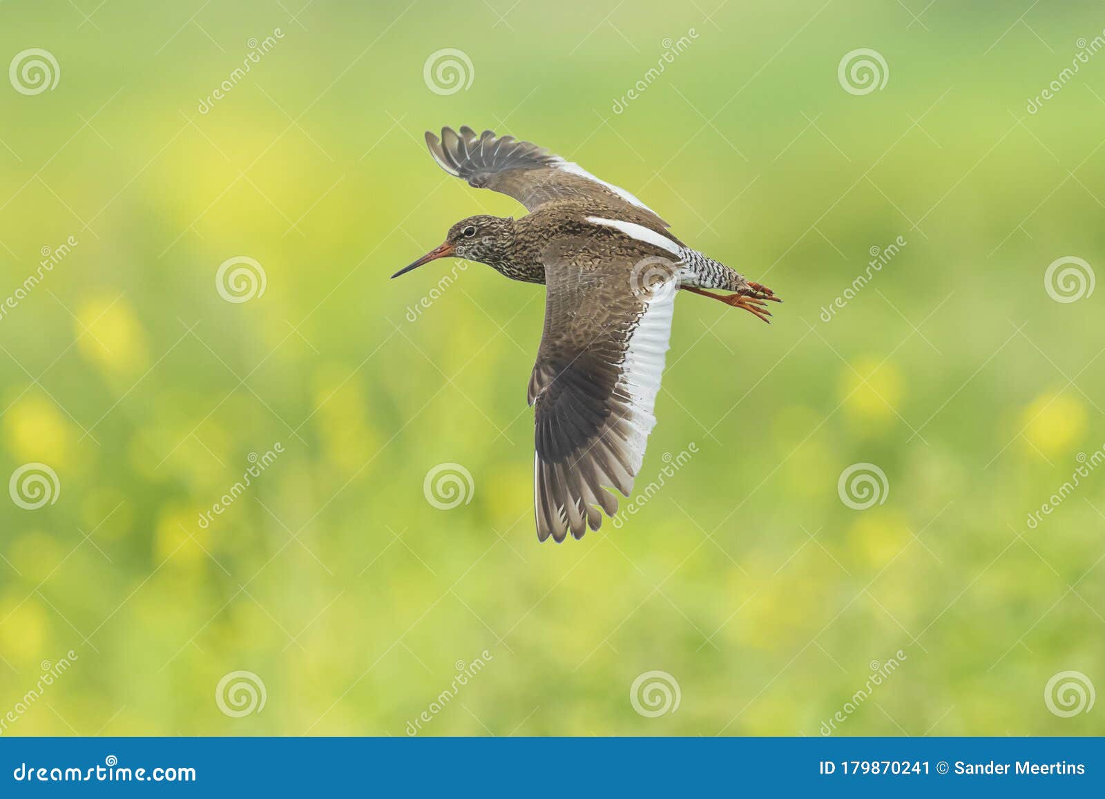 common redshank tringa totanus wader bird in flight