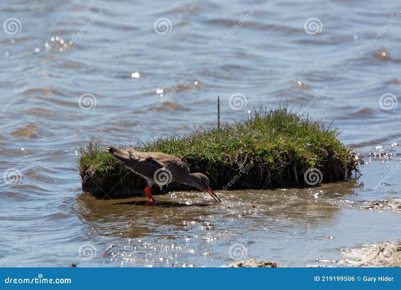 A Common Redshank Wading on a River Bank Stock Photo Image of tringa