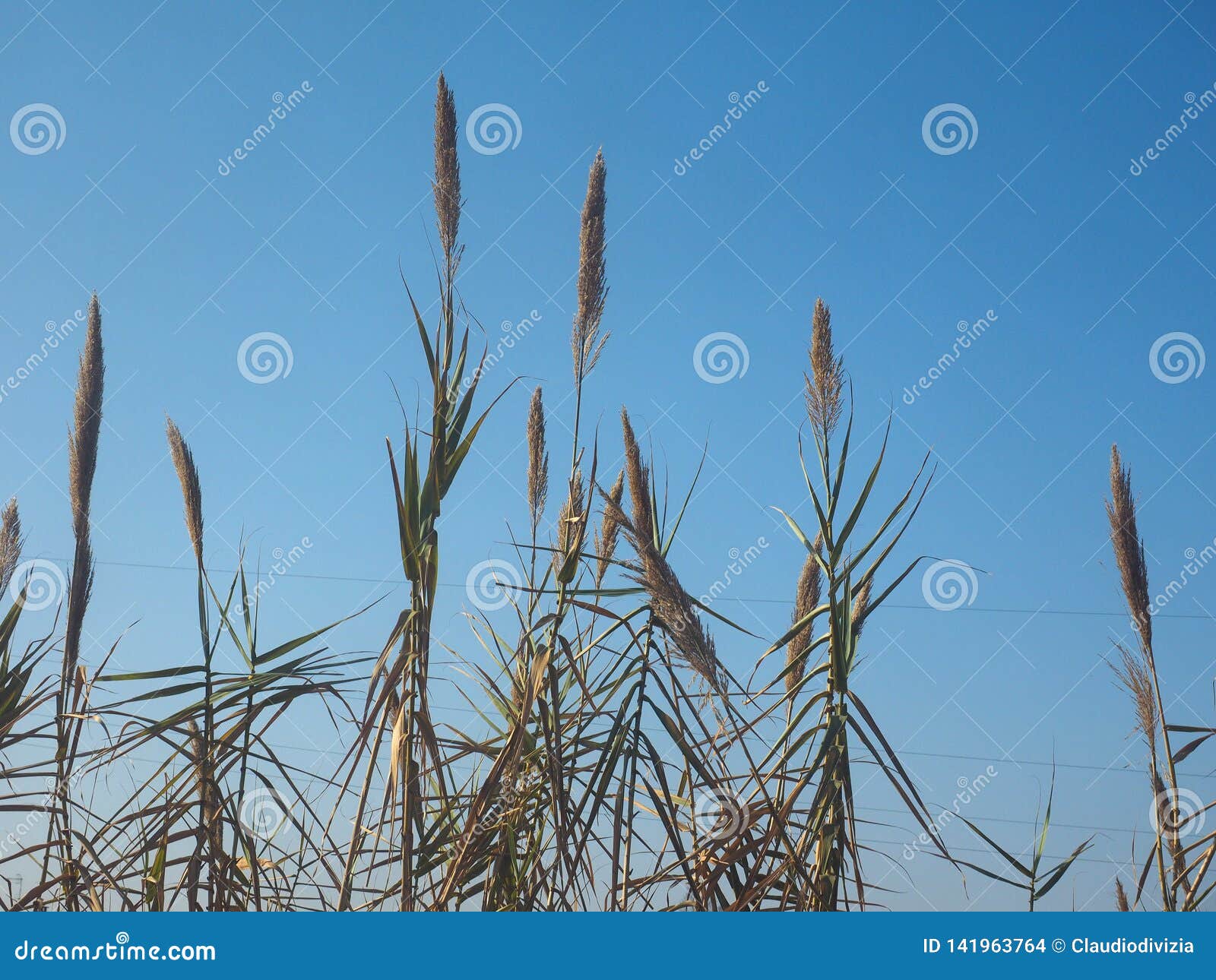 Common reed plant stock photo. Image of australis, plantae 141963764