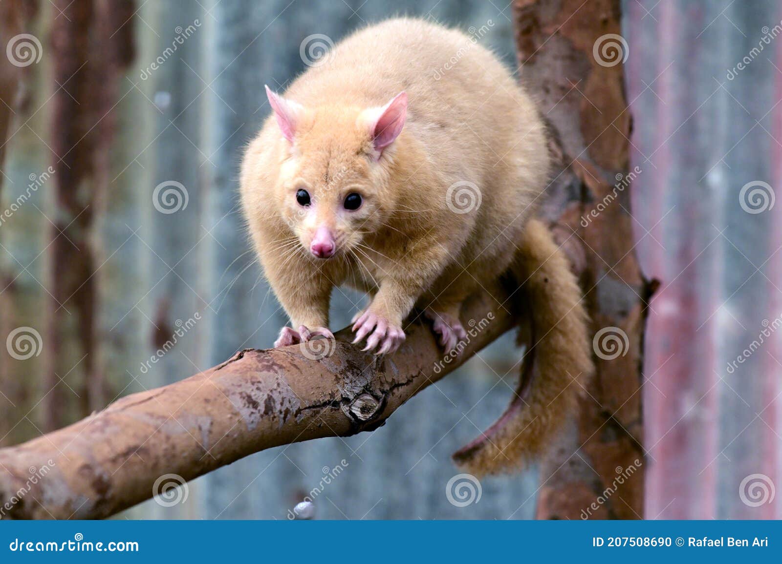 common ringtail possum full length