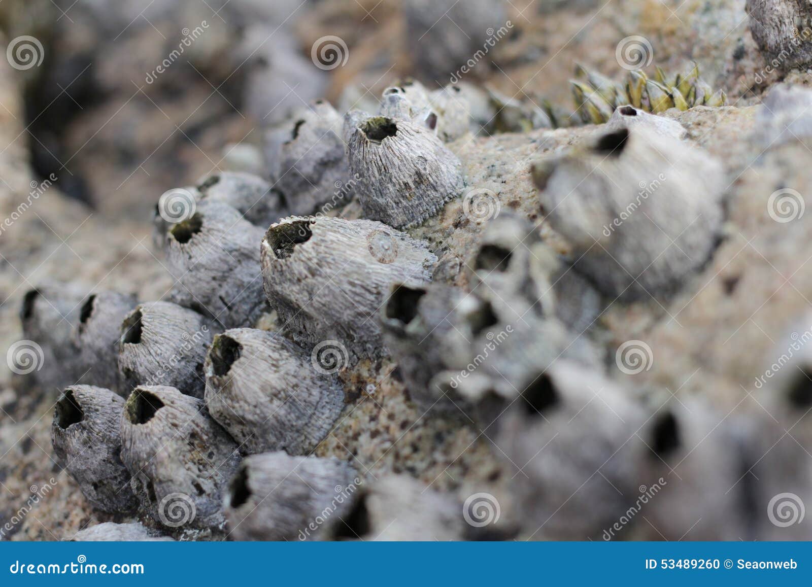 Common rock barnacle stock photo Image of rock shell Biology Diagrams