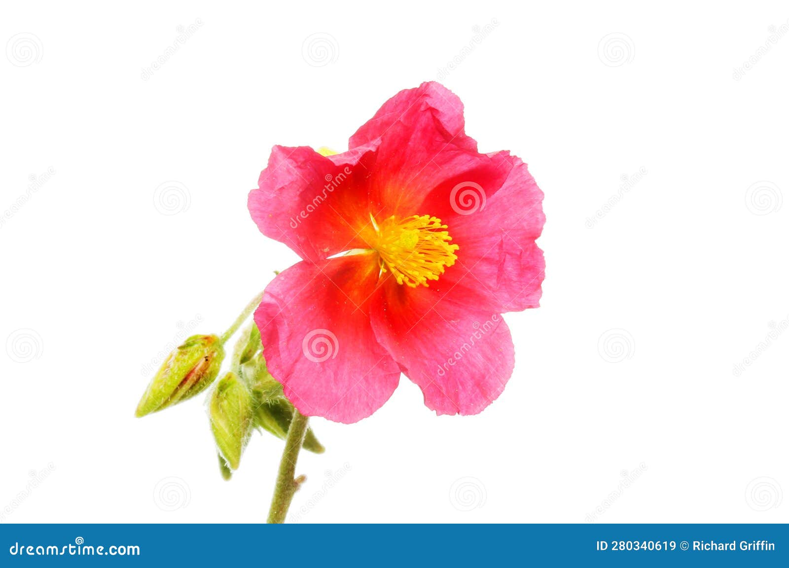 Common rock rose stock image. Image of bloom, rock, background 280340619