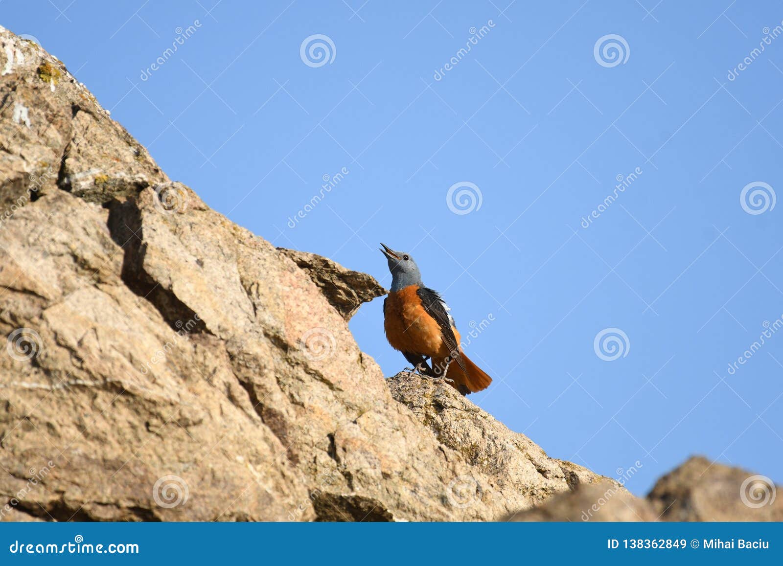 common rock thrush monticola saxatilis