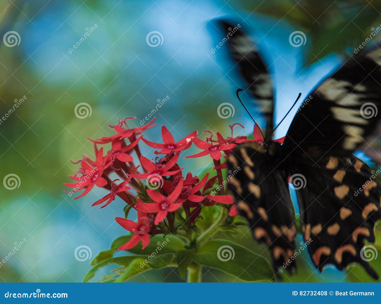 Common Rose Butterfly in Kerala Stock Photo Image of tiger, canals