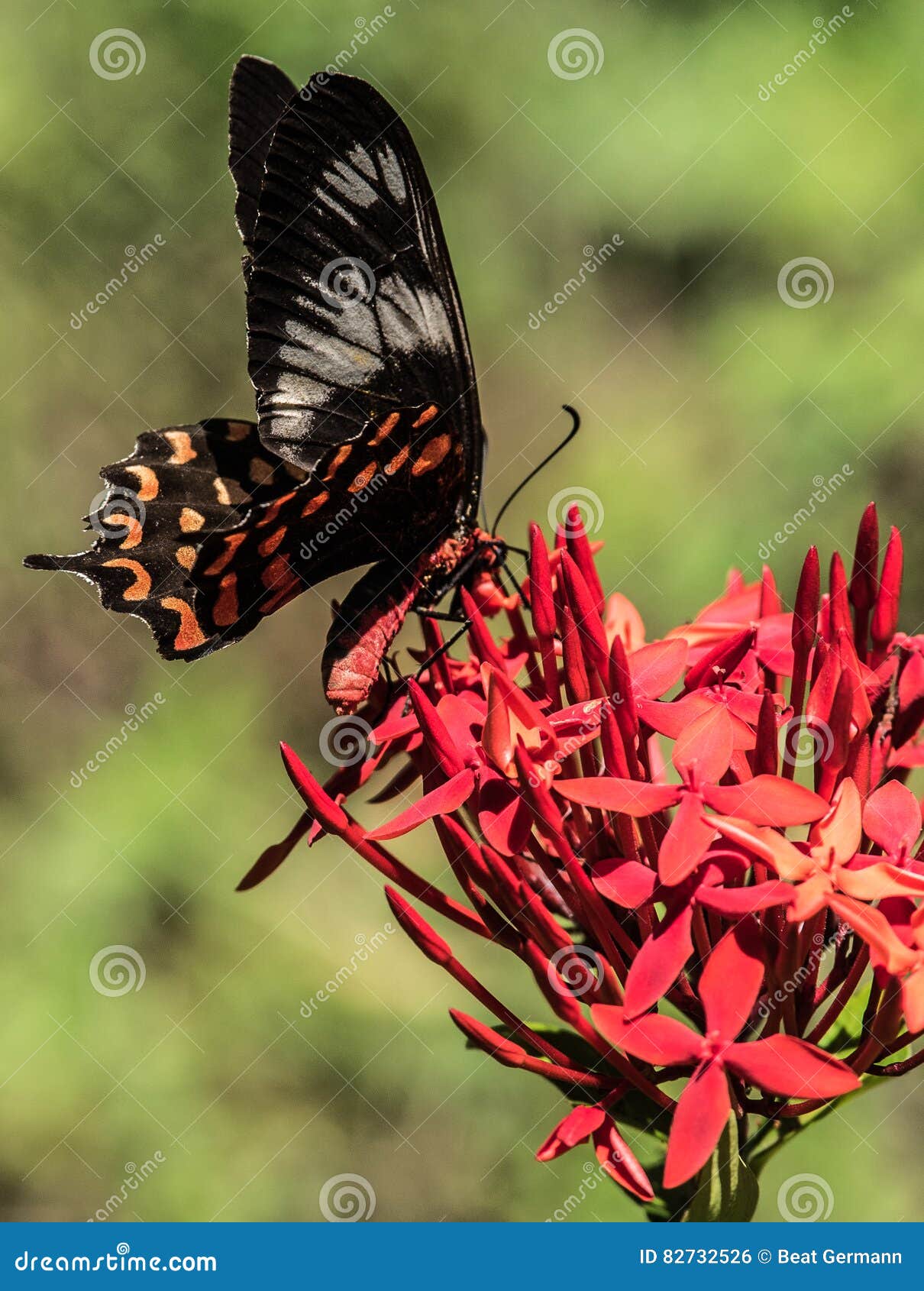 Common Rose Butterfly in Kerala Stock Photo Image of east, houseboat