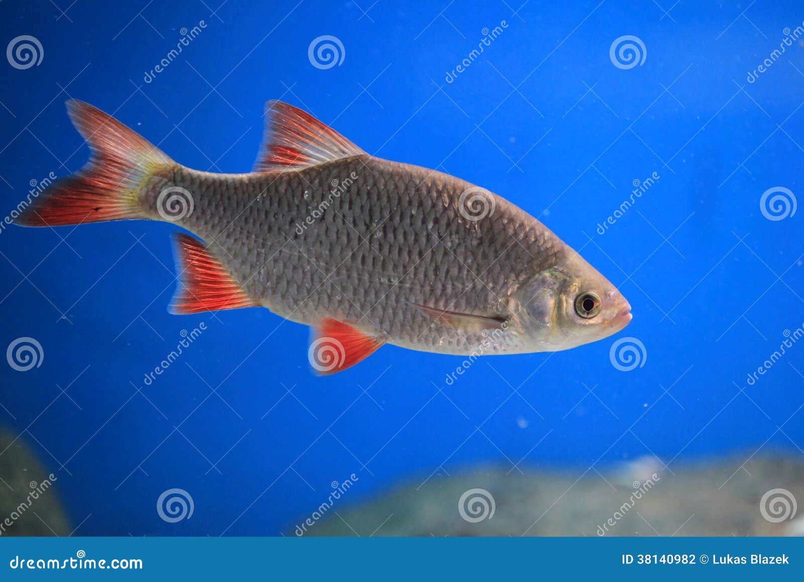 Common rudd stock photo. Image of nature, pelagic, floating 38140982