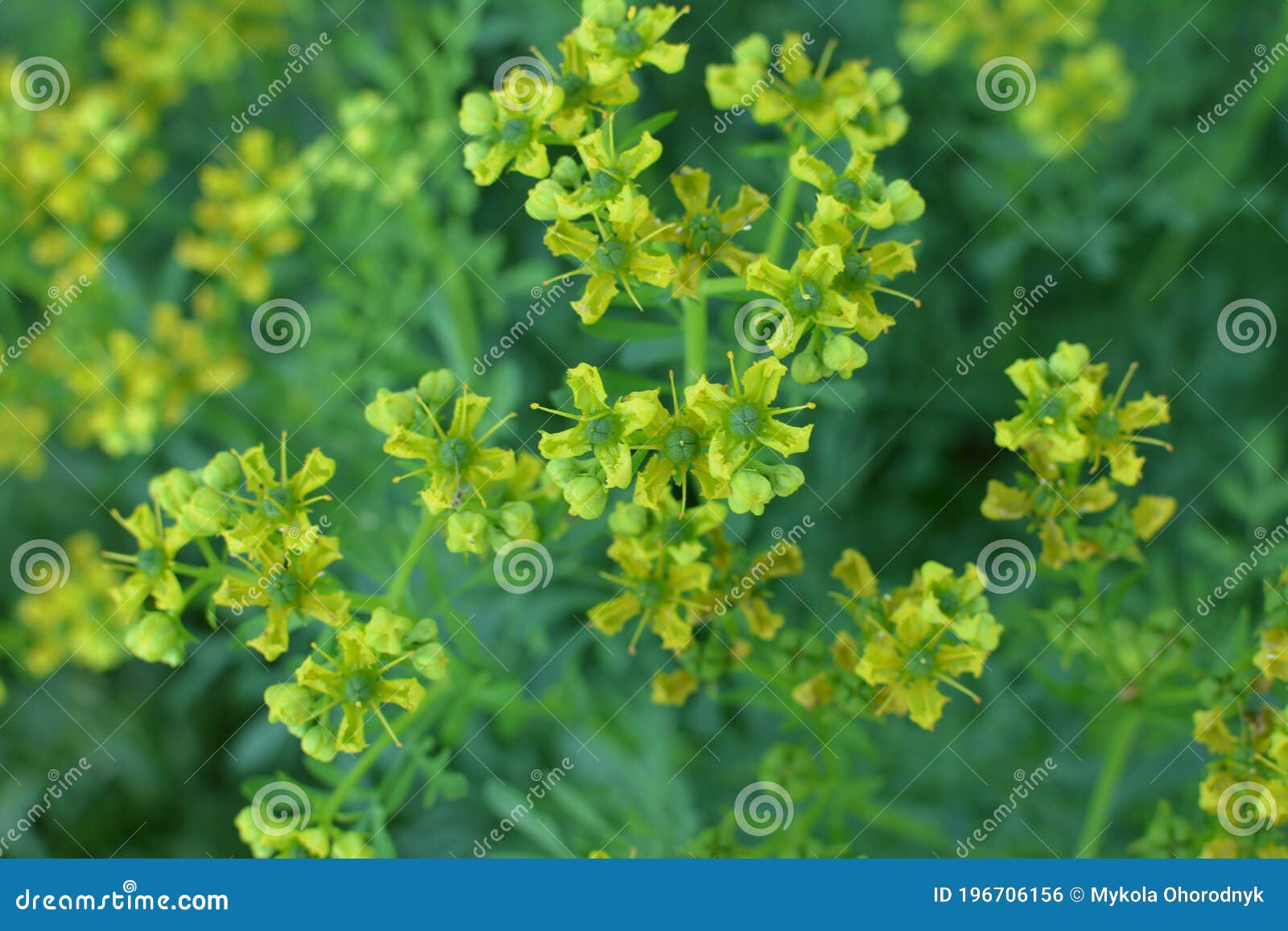 Common Rue With Flowers Ruta Graveolens In Garden Selected Focus