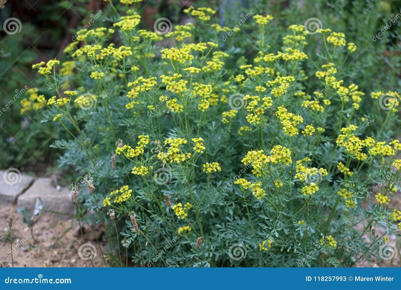 common rue or herb of grace ruta graveolens herbal plant in th