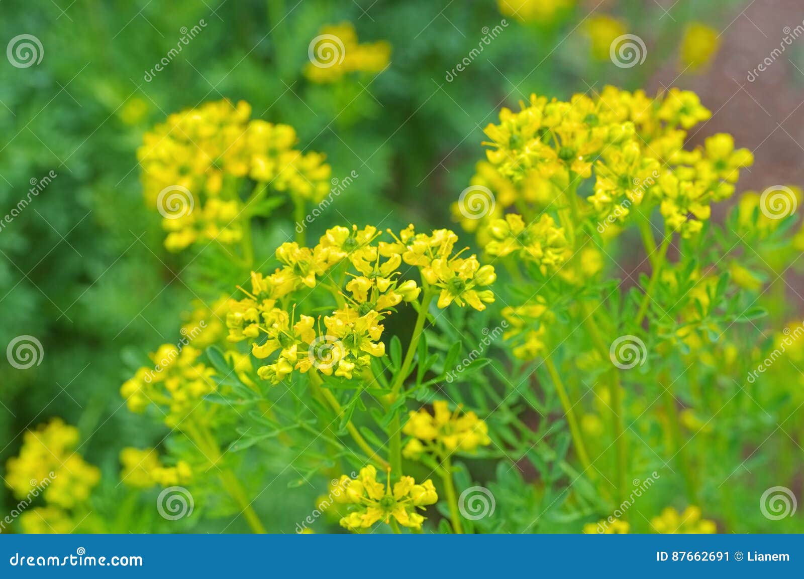 common rue, ruta graveolens