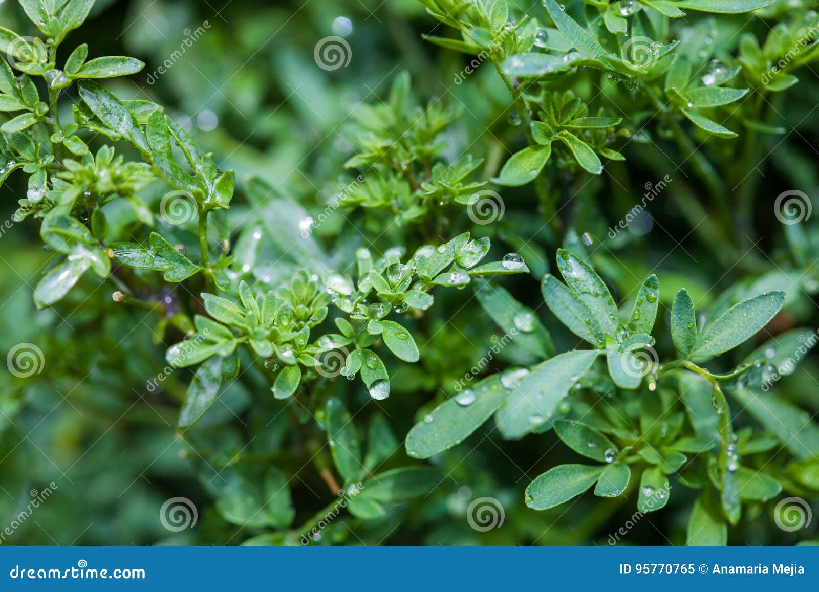 common rue & x28;ruta graveolens& x29;