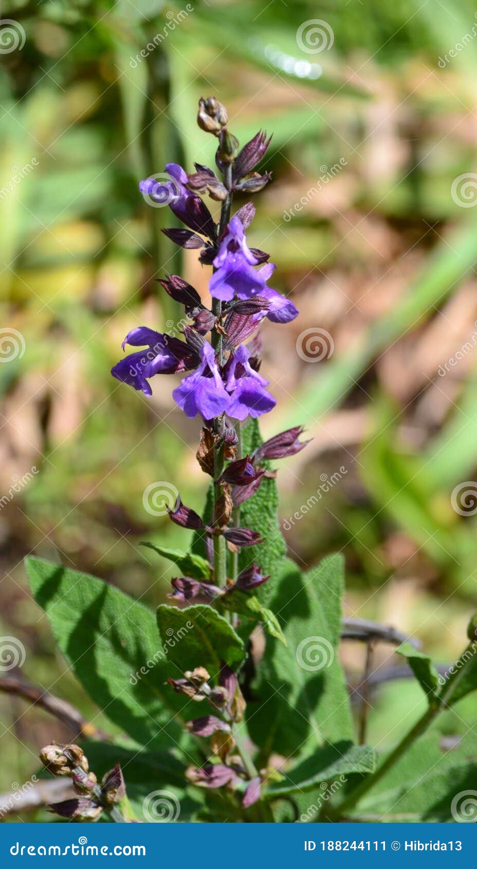 Fresh Common sage stock image. Image of officinalis 188244111