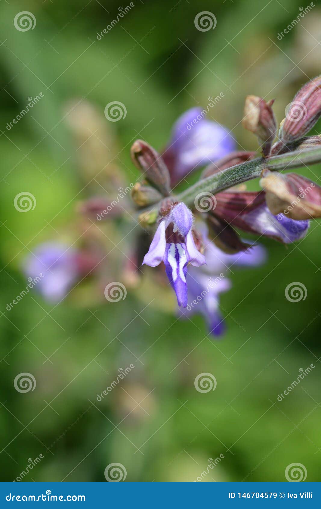 Common sage stock image. Image of sage, flower, botany 146704579