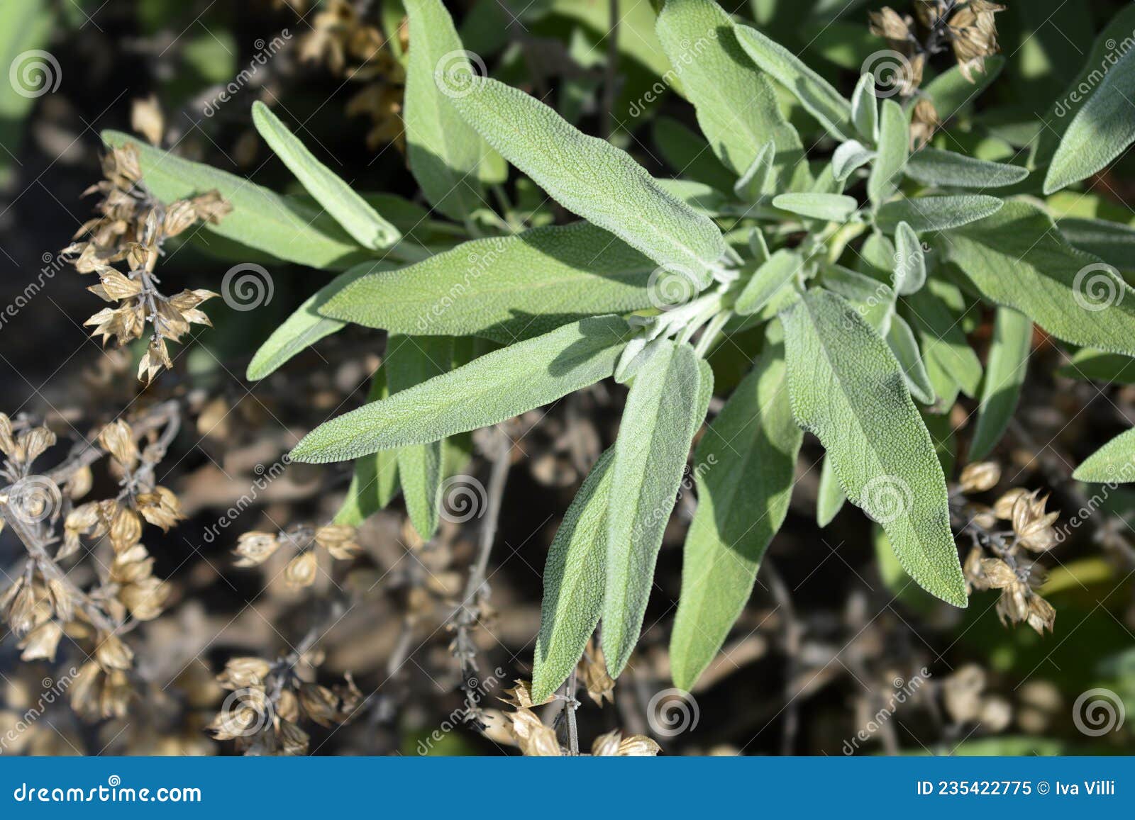 Common sage stock image. Image of plant, garden, common 235422775