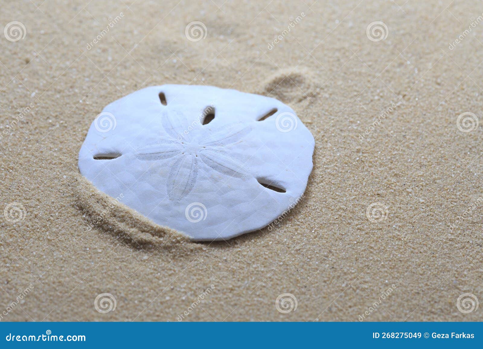 Sand Dollar (Echinarachnius parma)