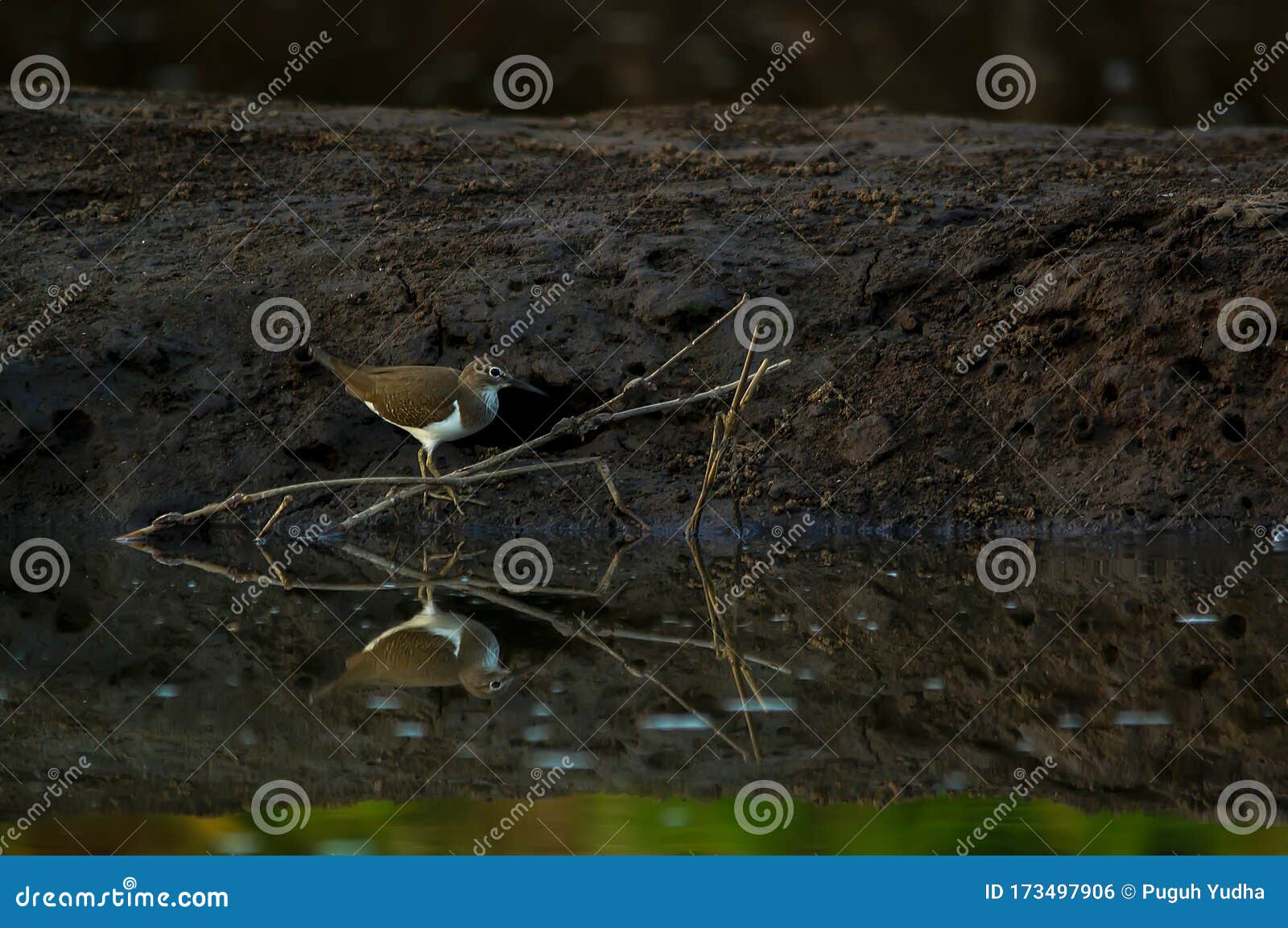 common sandpiper alighted in the mud