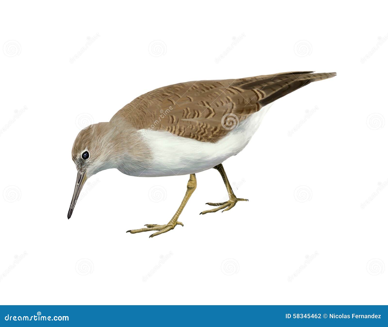 Common Sandpiper Actitis Hypoleucos Stock Photography CartoonDealer