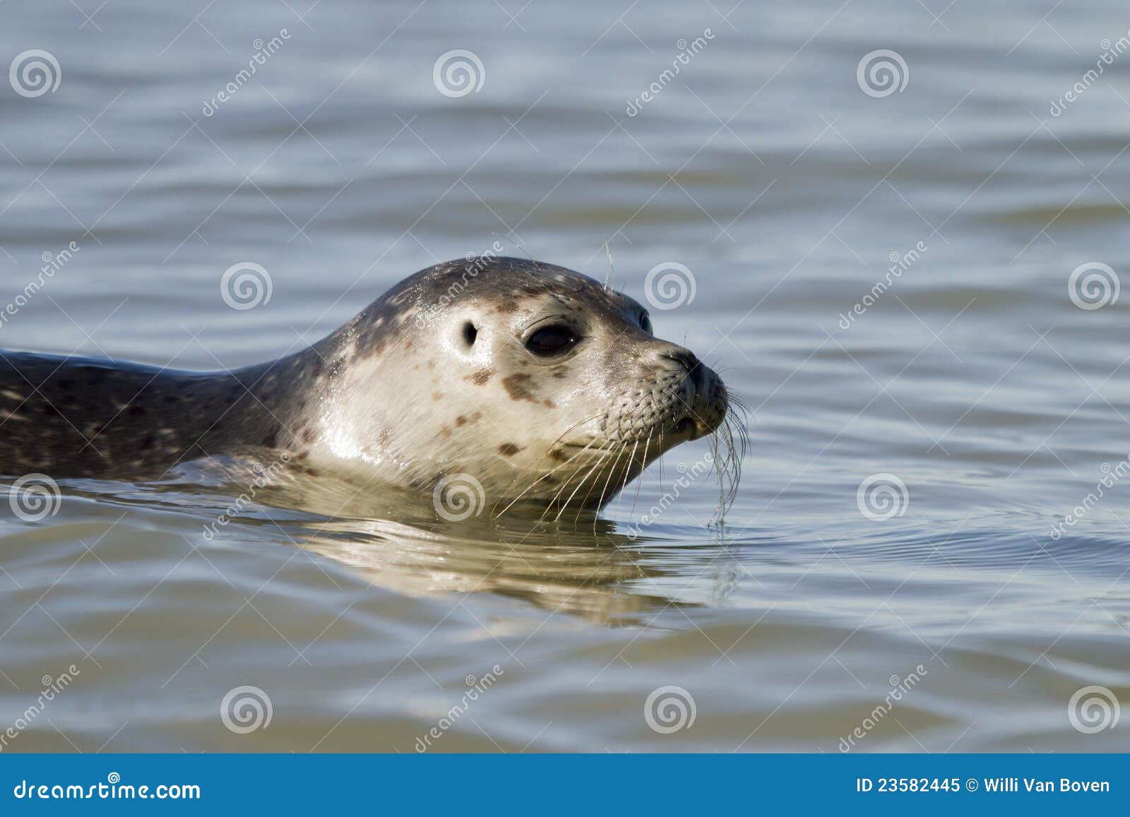 Common seal stock image. Image of hunt, animals, cold - 23582445