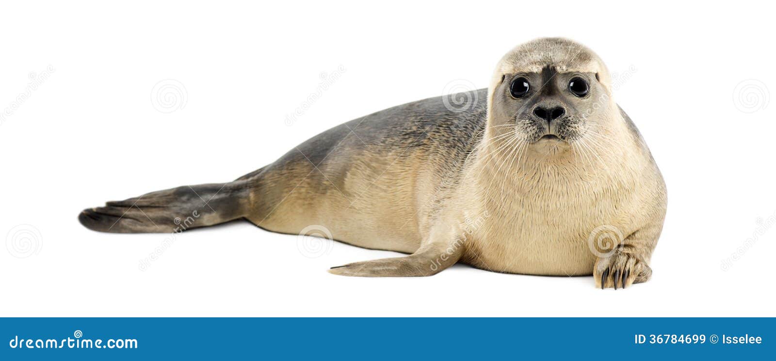 common seal lying, looking at the camera, phoca vitulina