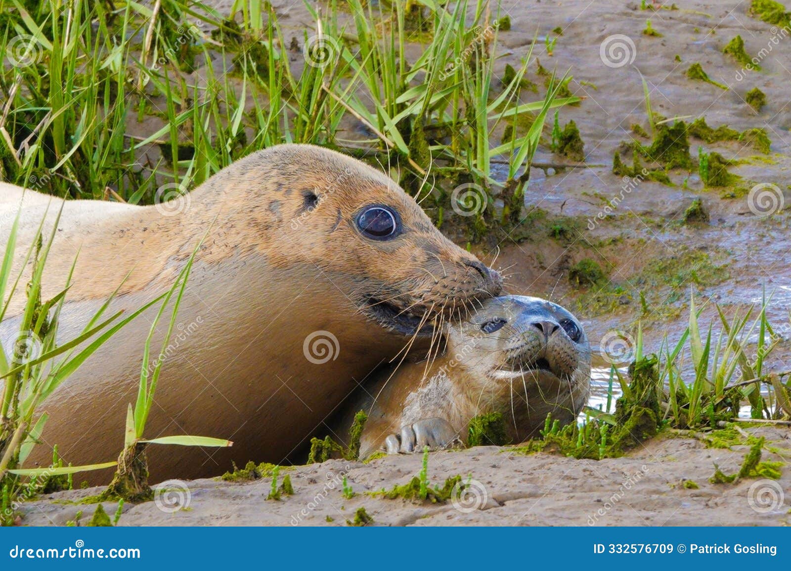 common seal ( phoca vitulina ) and pup.