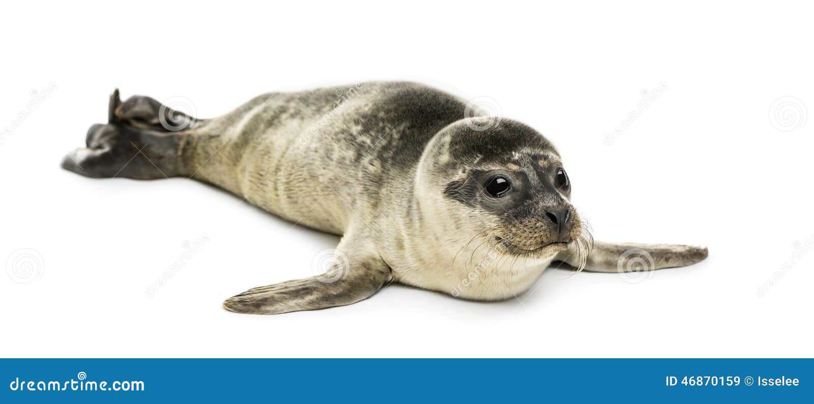 Common seal pup, isolated stock image. Image of shot 46870159