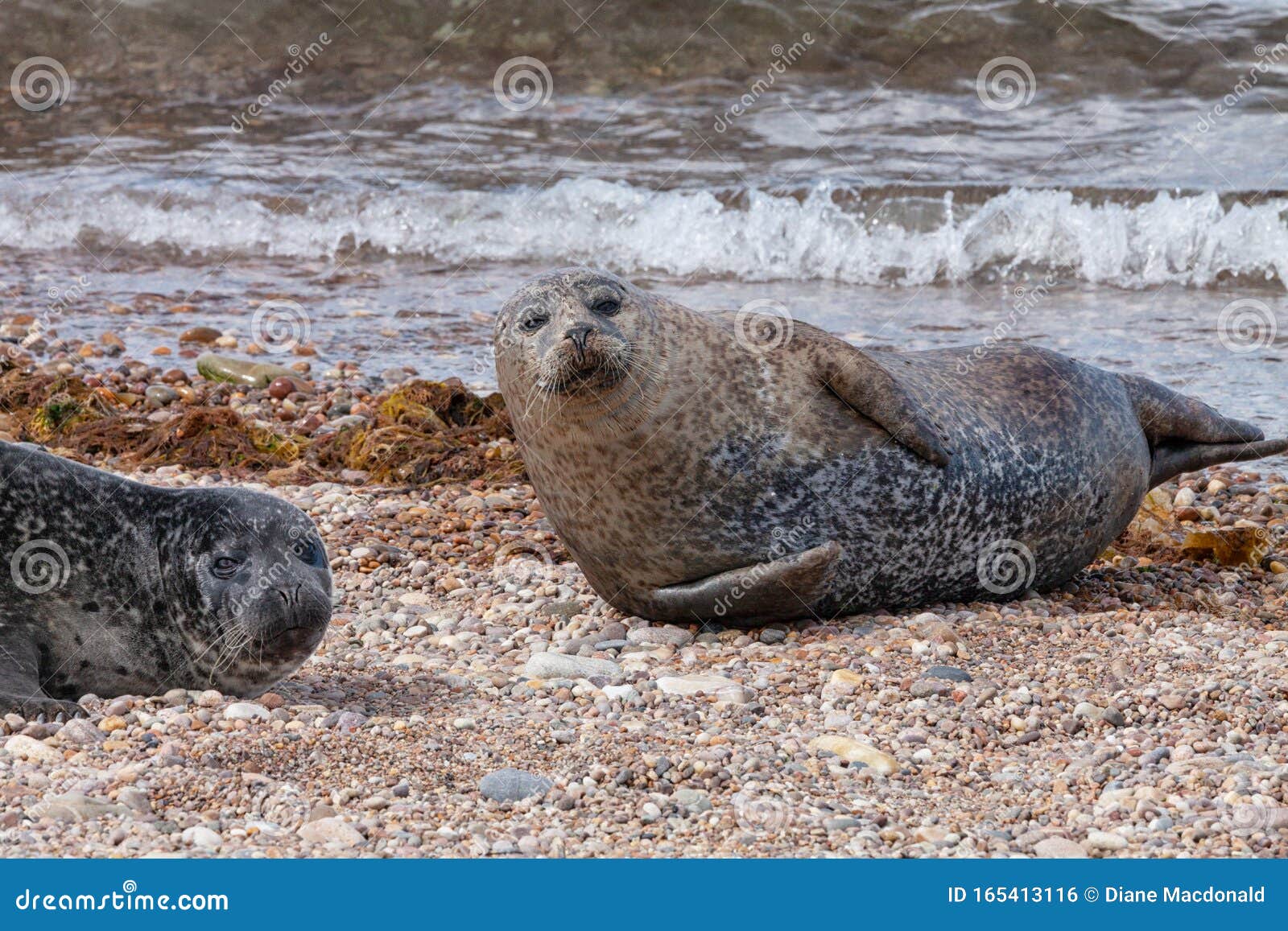 a common seal resting on the beach