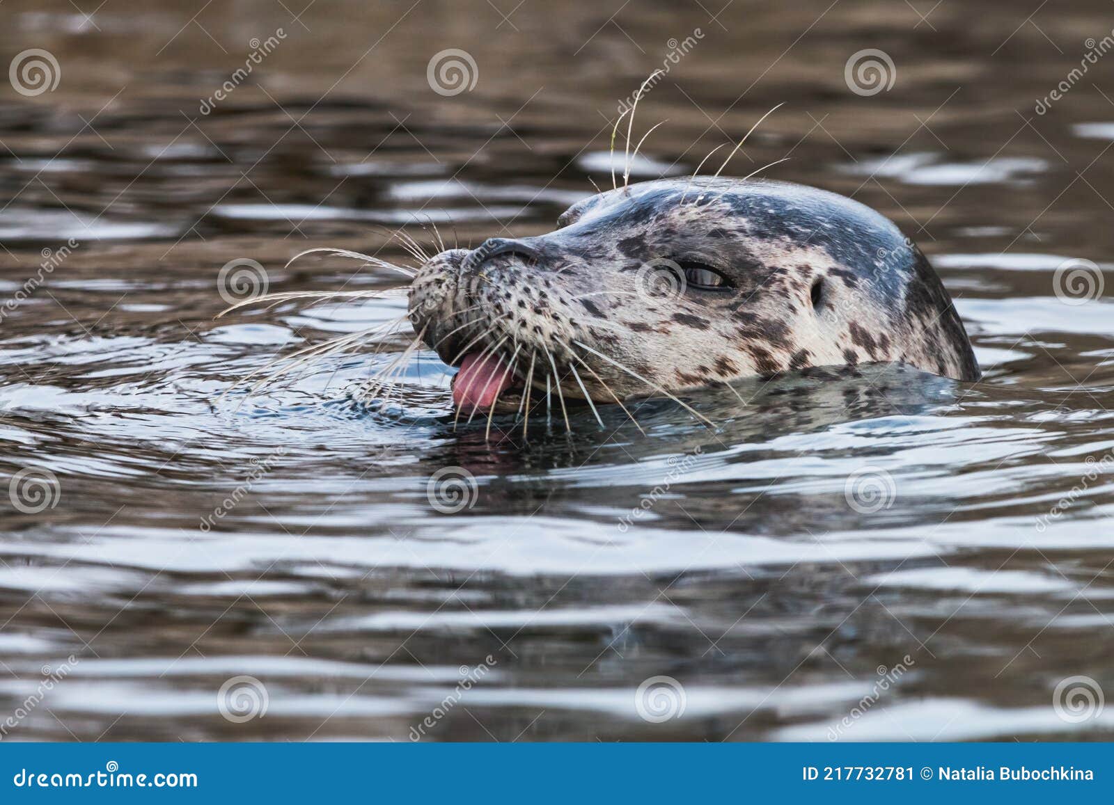 Common Seal in the Water with Tongue Sticking Out Stock Image - Image of  habitat, harbor: 217732781