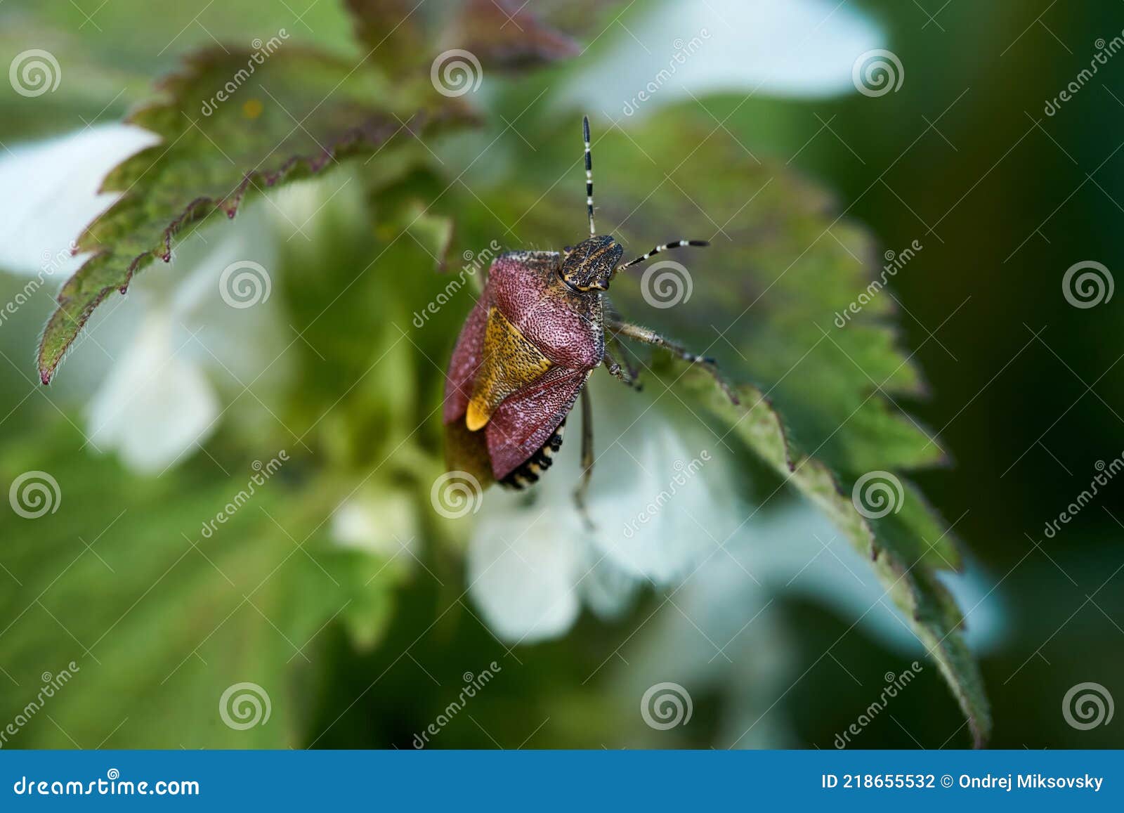 common shieldbug on the leaf