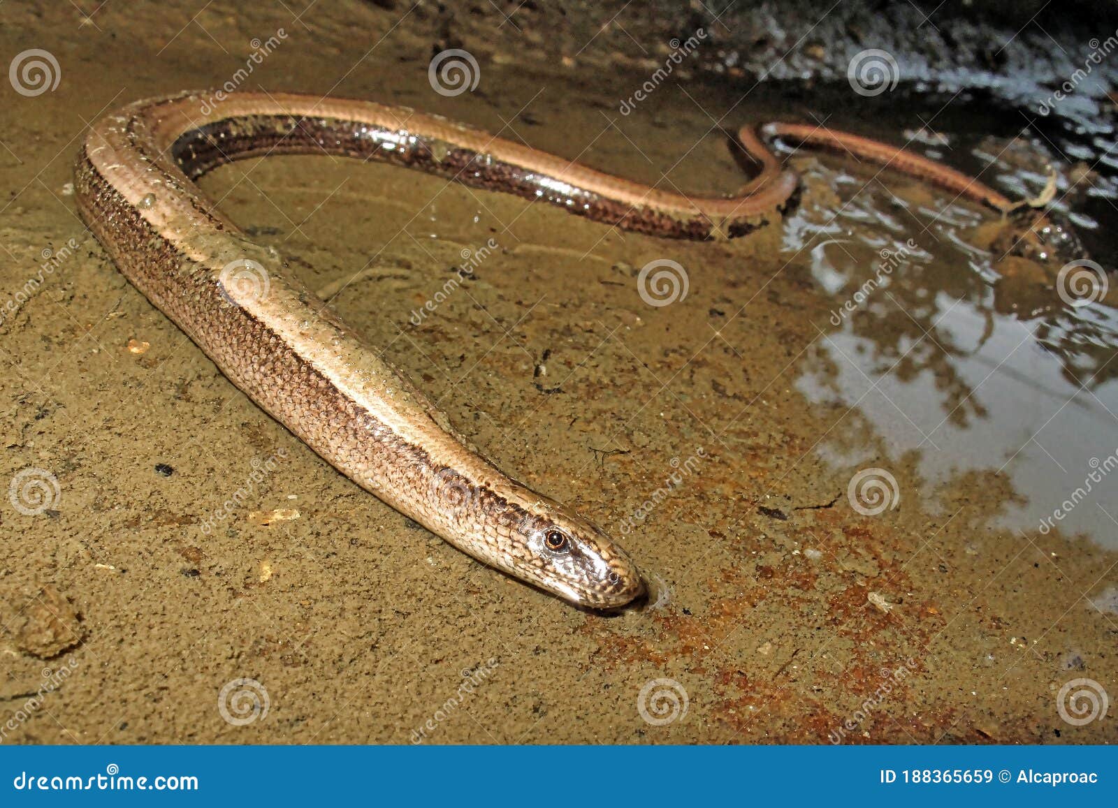 common slowworm, deaf adder, anguis fragilis, redes natural park, spain