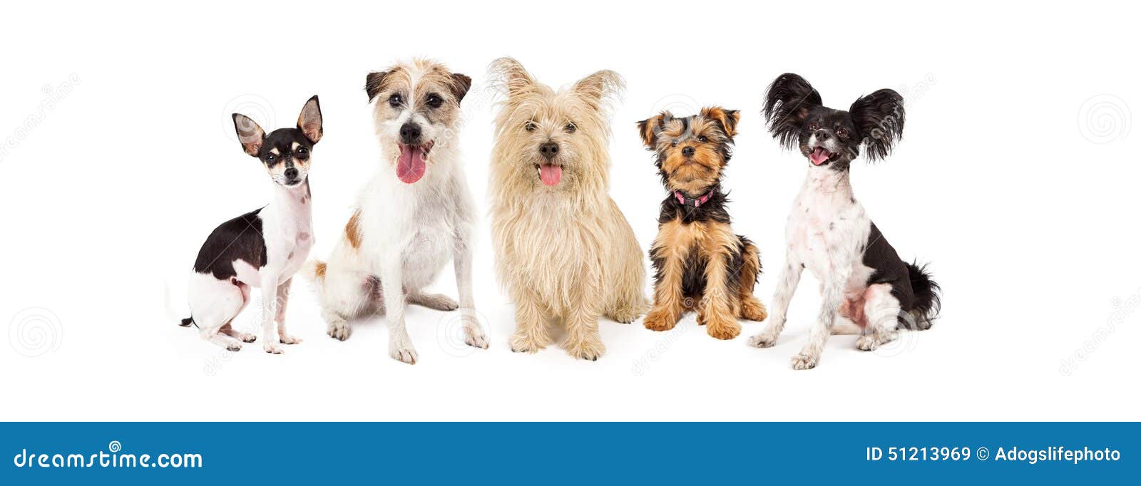 common small breed dogs