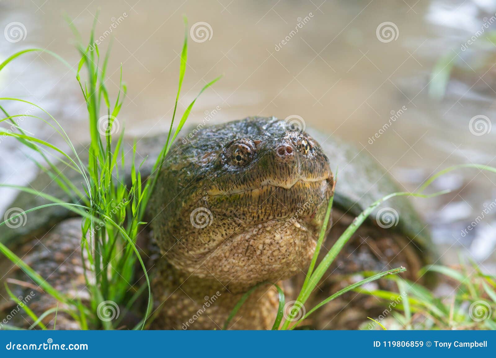 Common snapping turtle stock image. Image of snapping 119806859