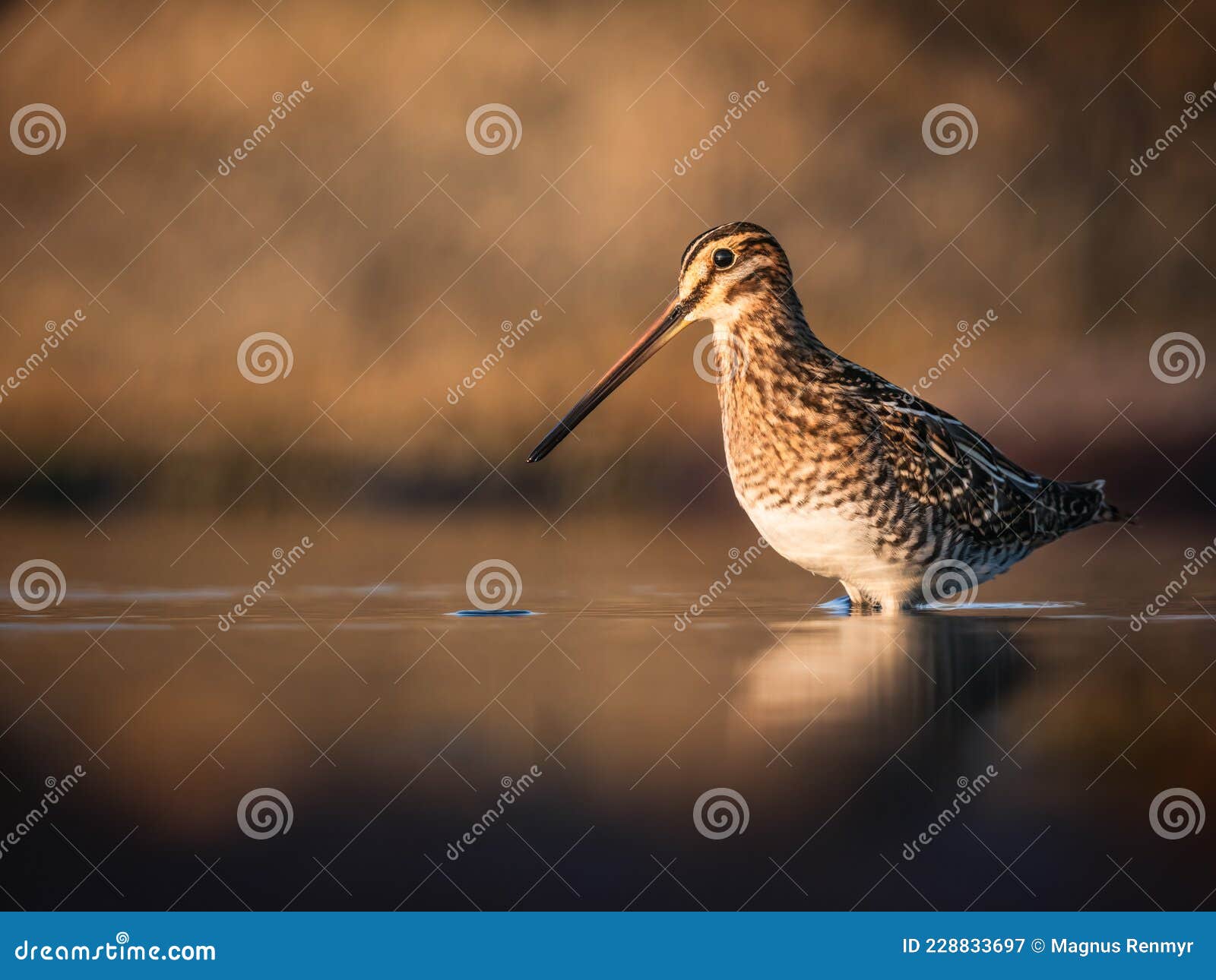 common snipe with color matching background
