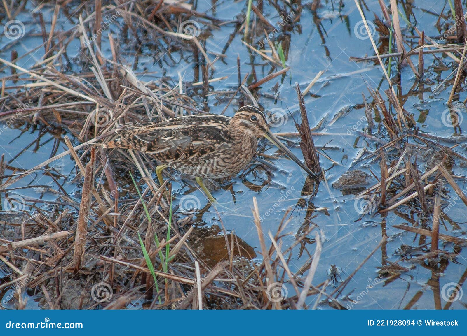 common snipe camouflaged with background