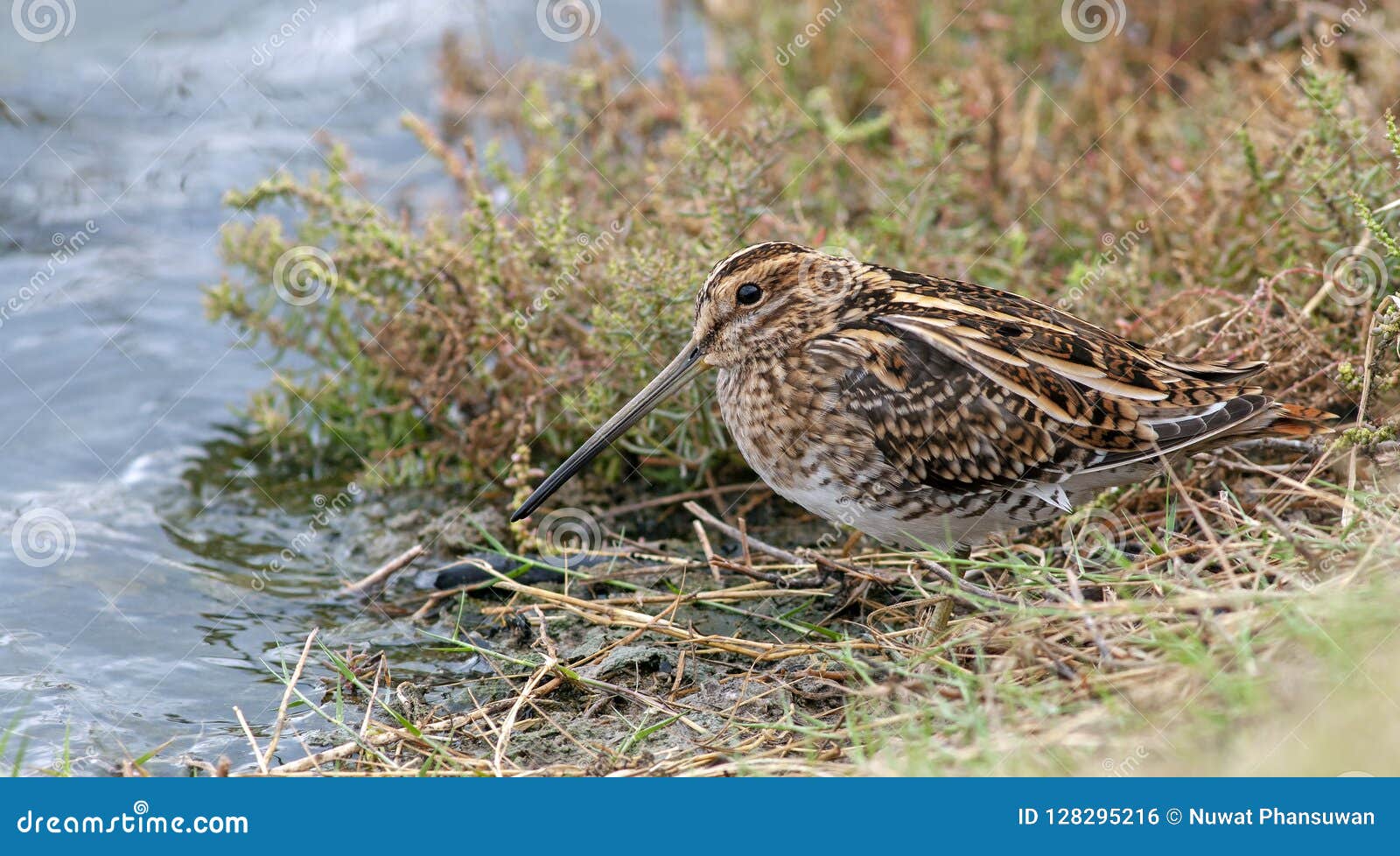 common snipe gallinago gallinago feed the pond.