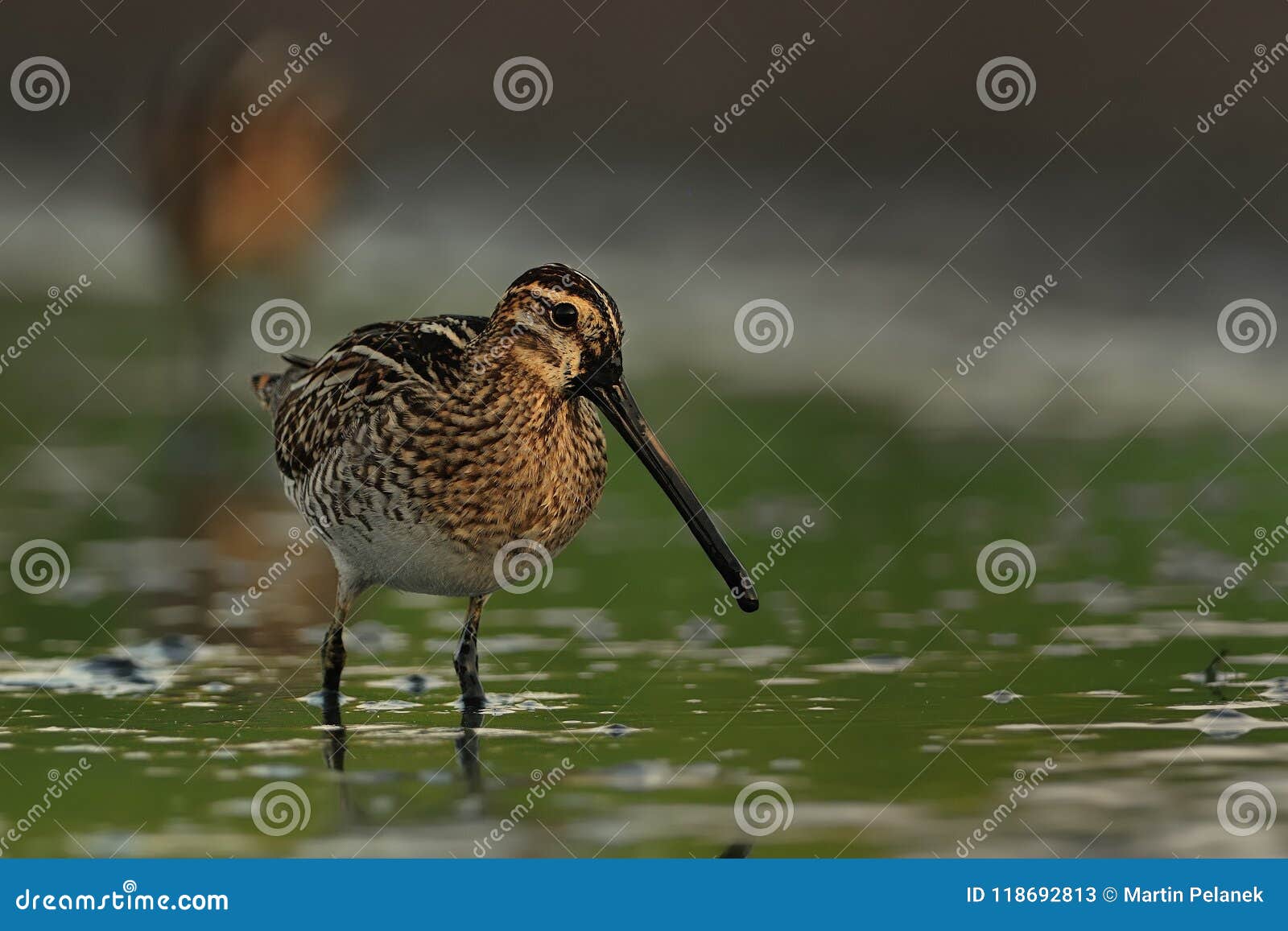 common snipe - gallinago gallinago wader feeding in the green water, lake