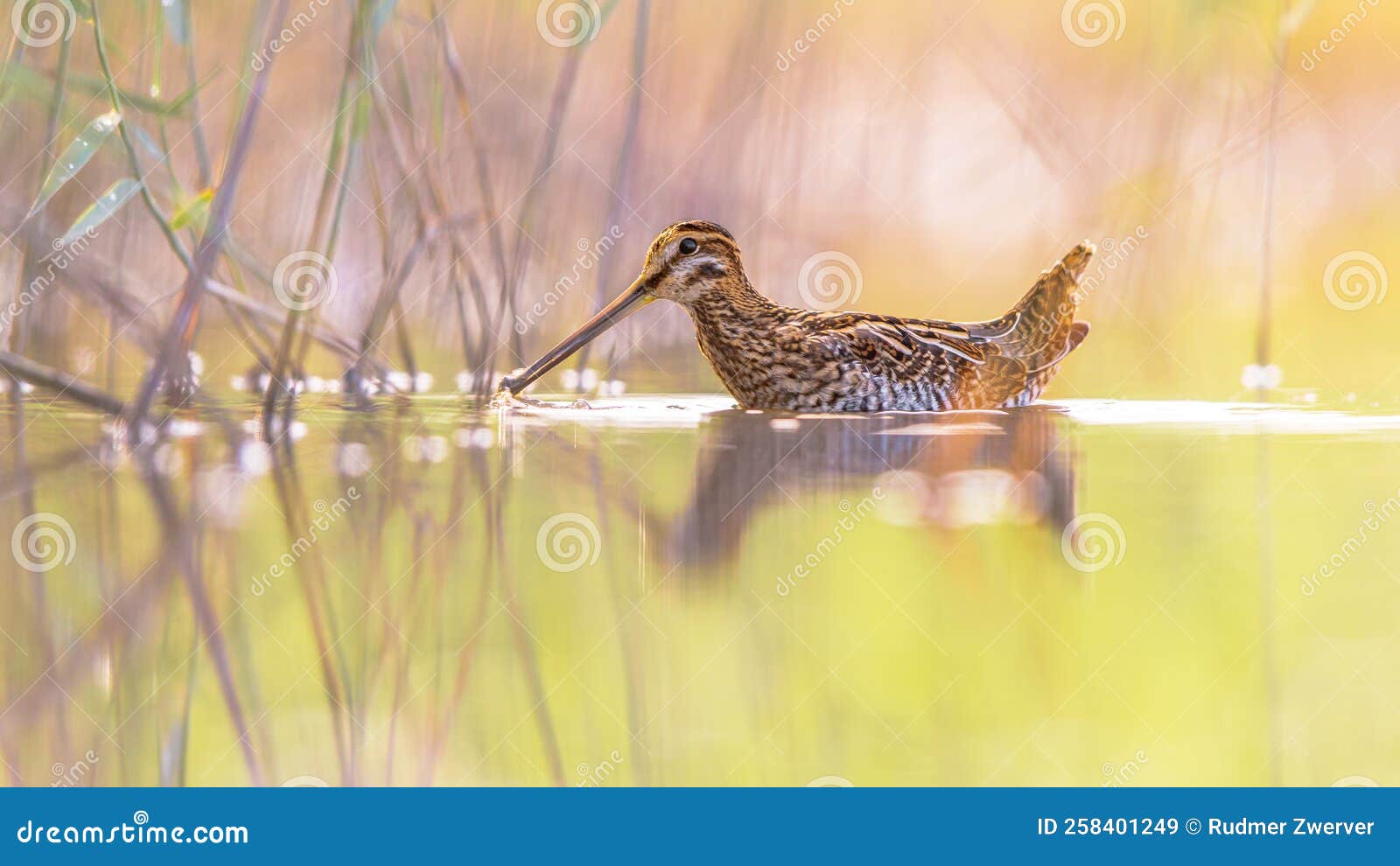 common snipe wader bird in habitat background