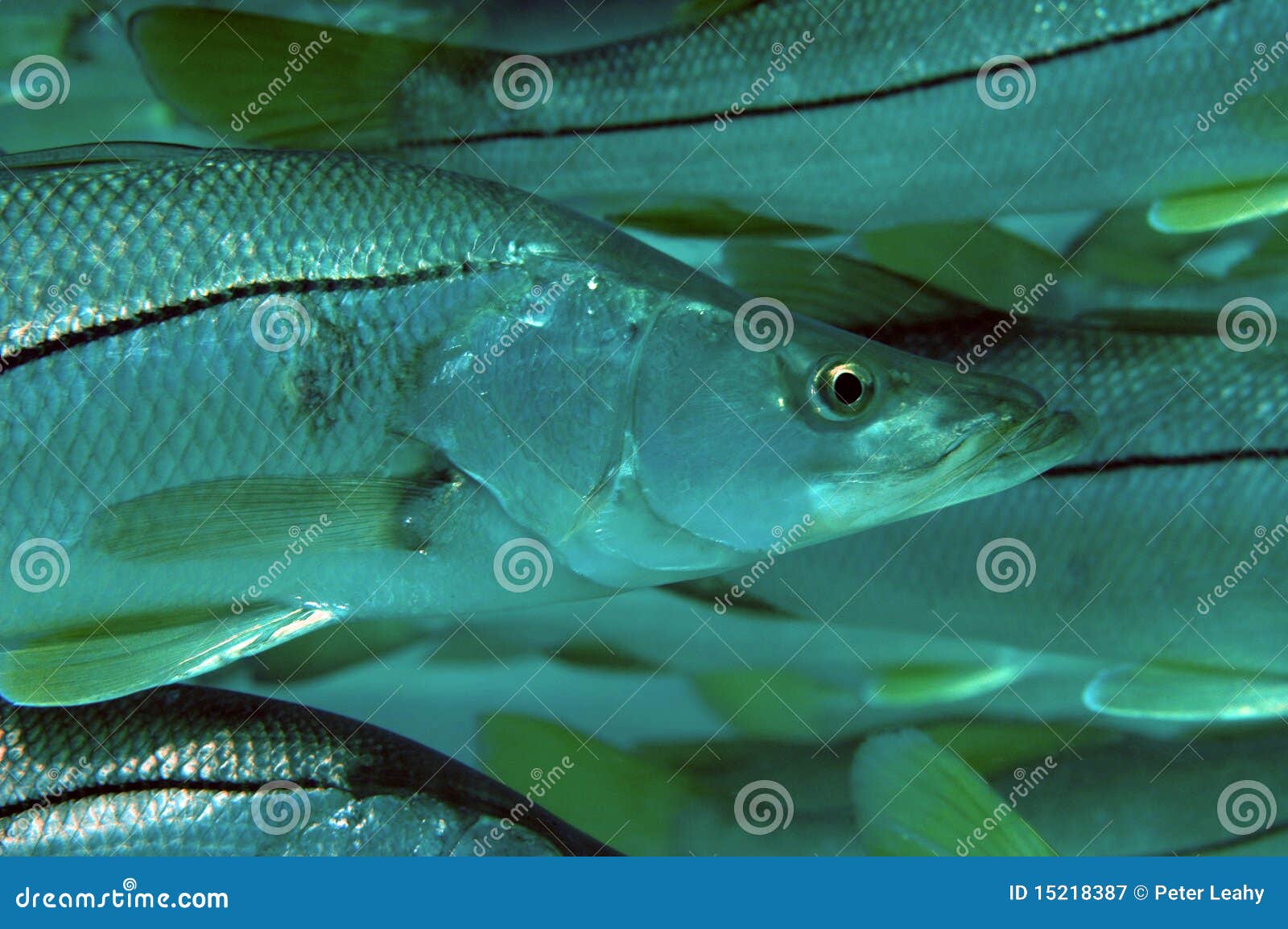Old Snook download the new version for ipod Old Snook download the new version for ipod