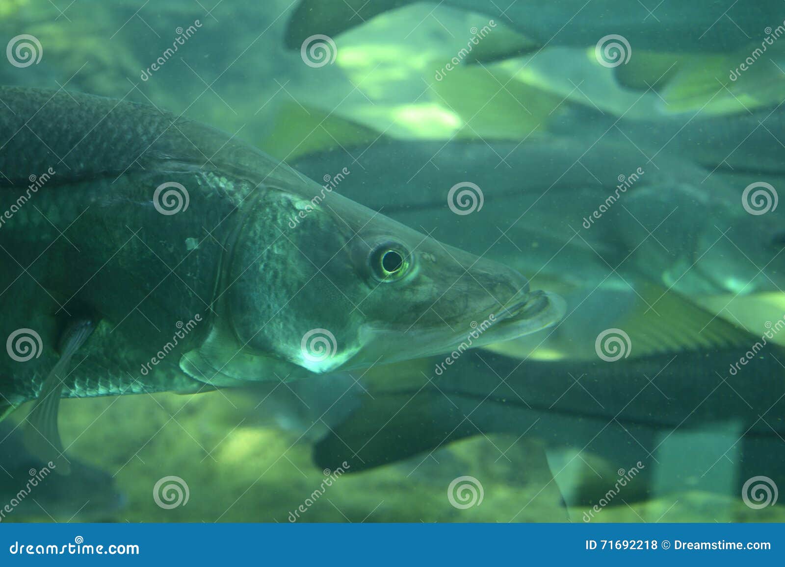 Snook Underwater Stock Photos - Free & Royalty-Free Stock Photos