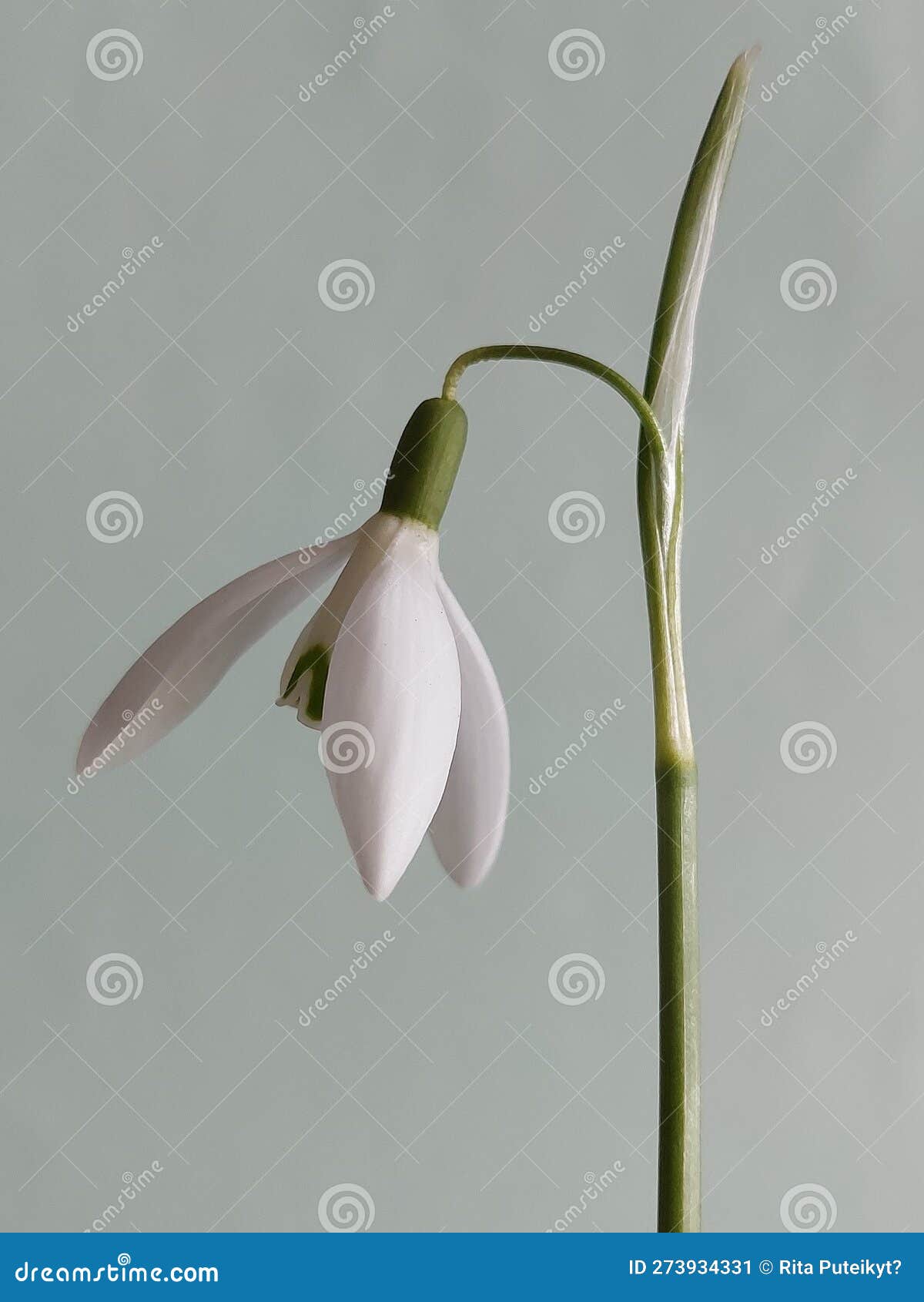 Common Snowdrop (Galanthus Nivalis) Stock Image Image of common, candlemas 273934331
