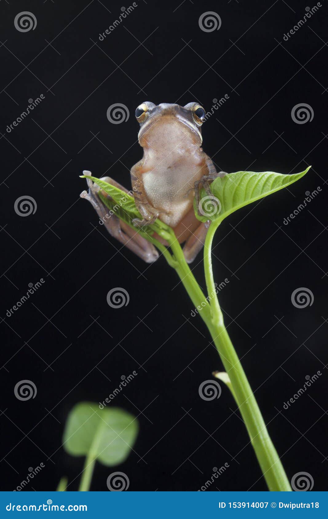 common southeast asian tree frog - polypedates leucomystax