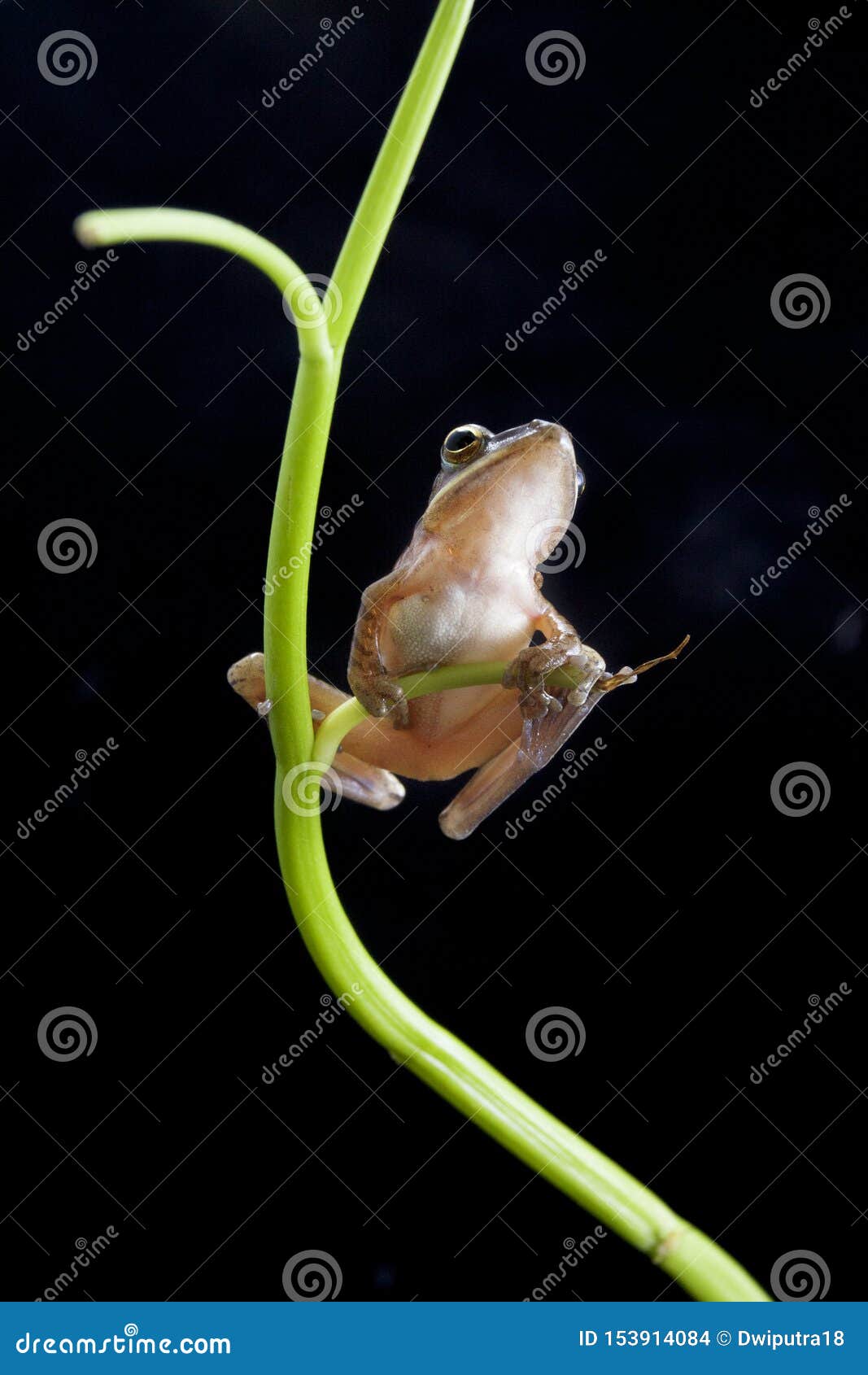 common southeast asian tree frog - polypedates leucomystax