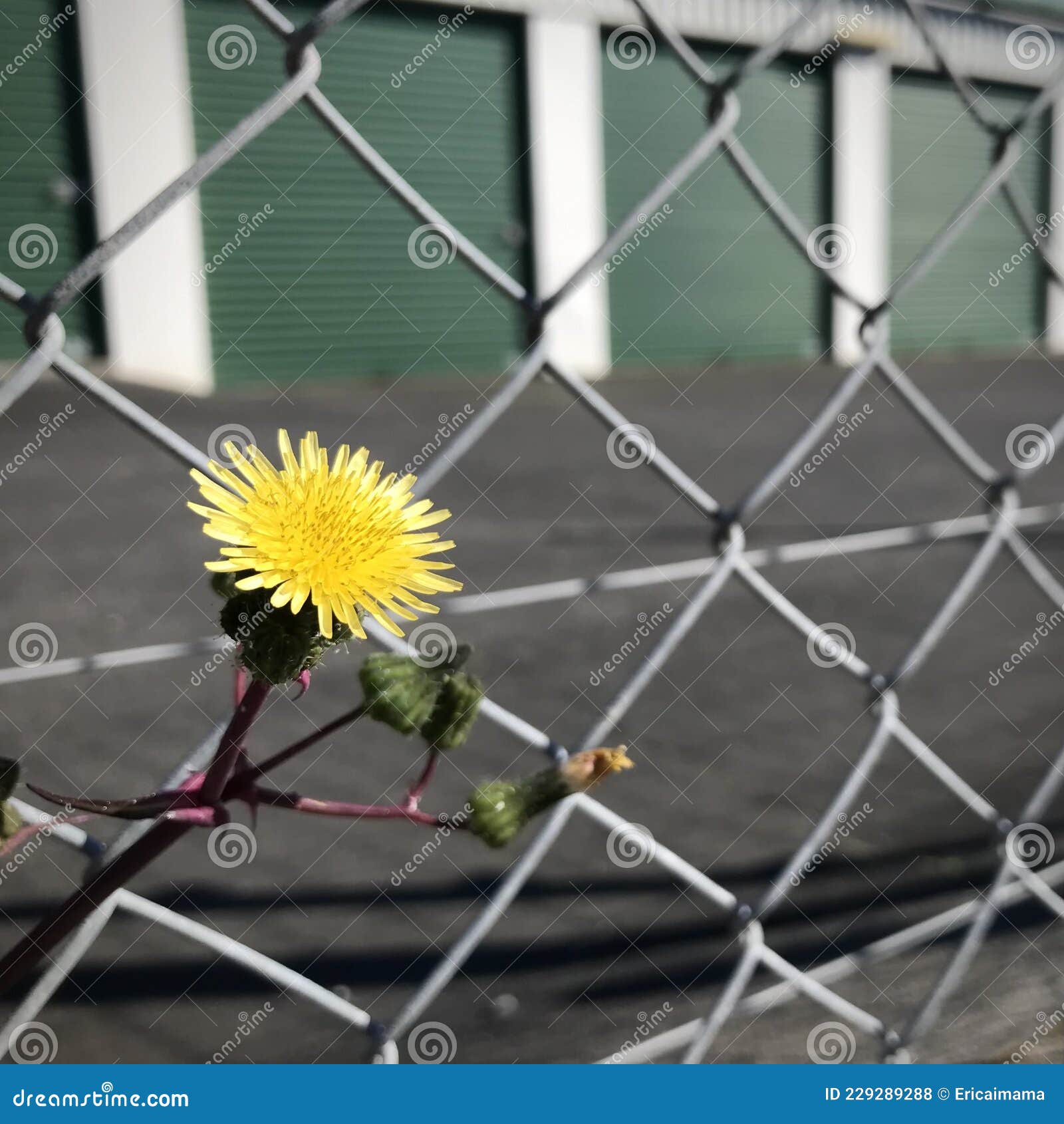 common sowthistle through the barbed wire fence. dim tone.