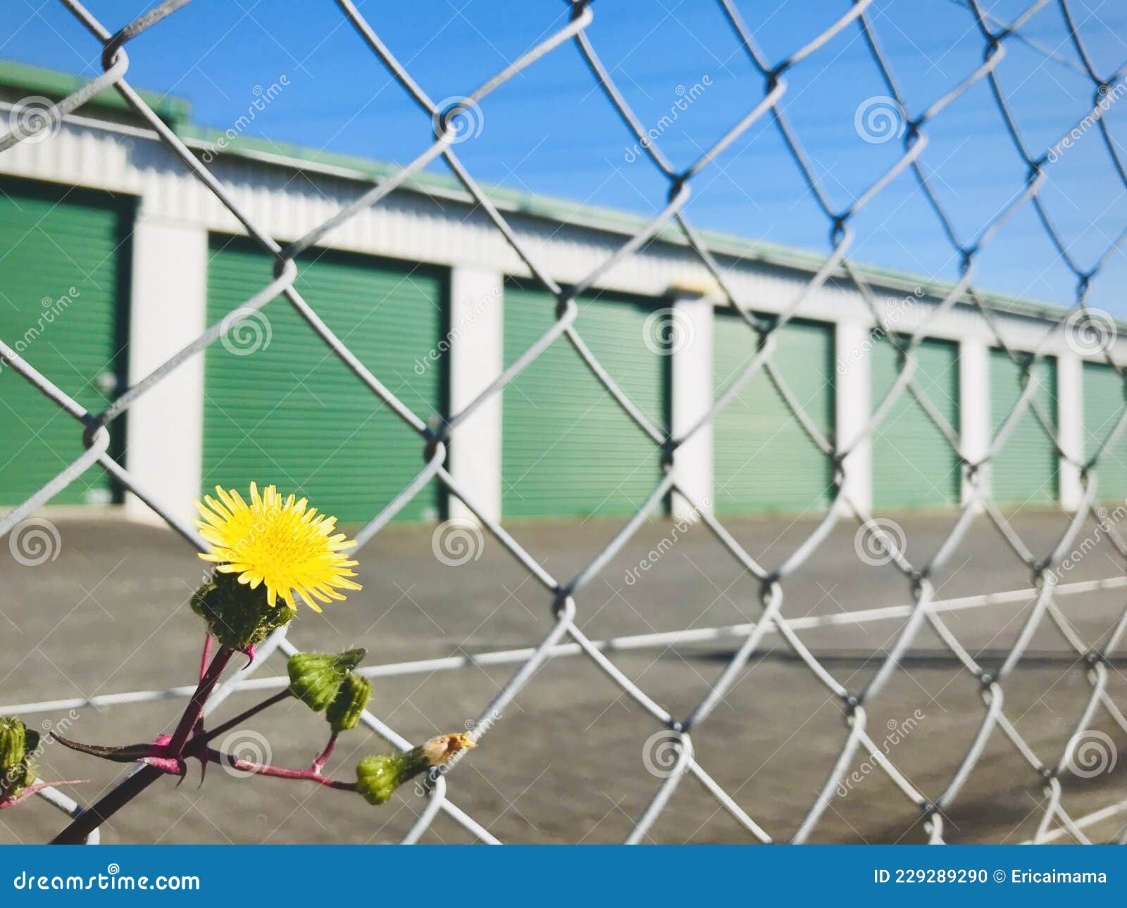 common sowthistle through the barbed wire fence with green paint storage warehouse and blue sky background.