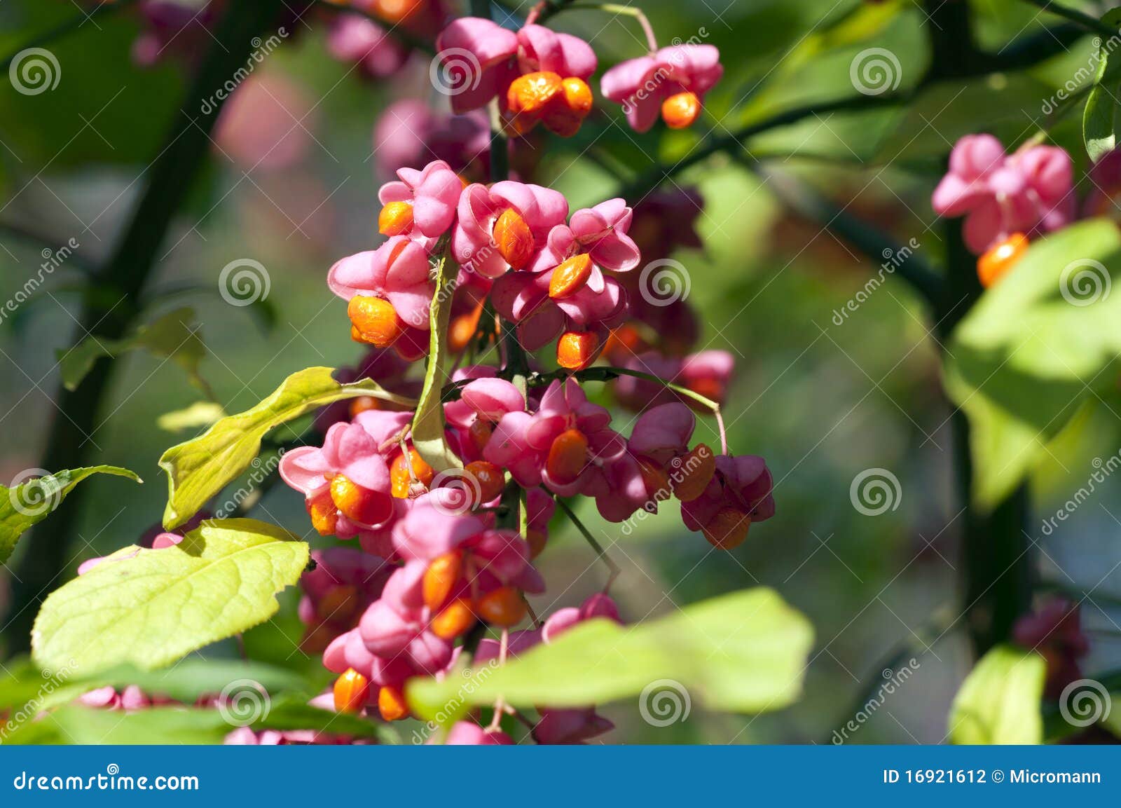 Common Spindle Bush Euonymus Europaeus Stock Photo Image of flower