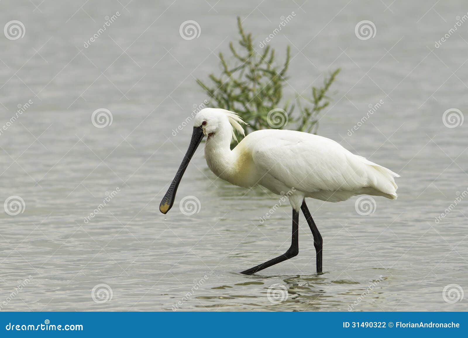 common spoonbill looking for food - platalea leucorodia